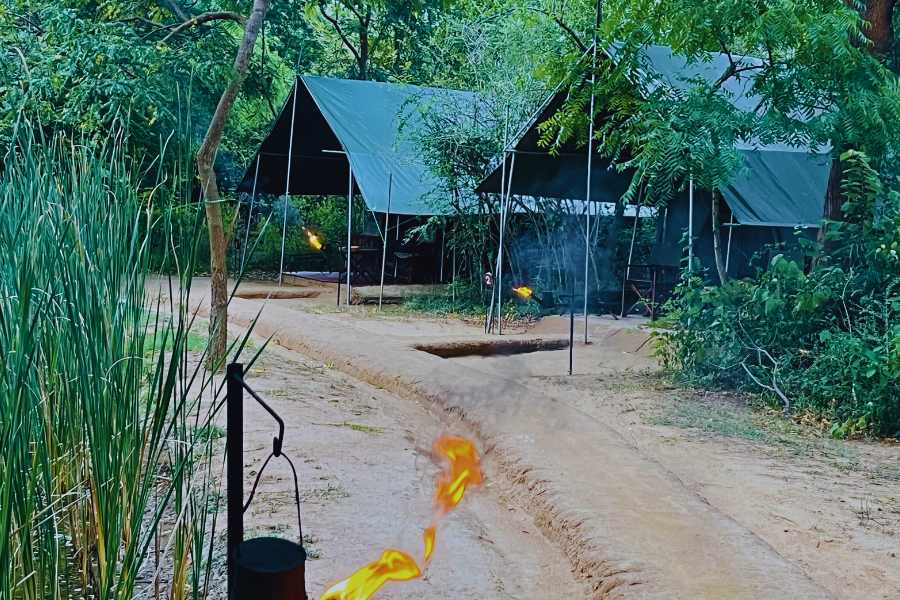 A safari jeep is captured during the big game safari at Yala National Park